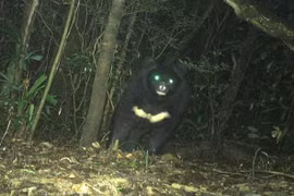 Phát hiện cá thể gấu quý hiếm nặng khoảng 150kg ở Quảng Trị