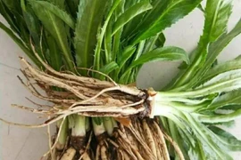 Rau dại đầy gai như xương rồng, nhưng được nhiều người săn lùng