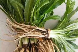 Rau dại đầy gai như xương rồng, nhưng được nhiều người săn lùng