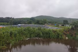 Một trại lợn bị xử phạt 237 triệu đồng do vi phạm về môi trường