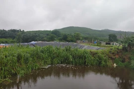 Một trại lợn bị xử phạt 237 triệu đồng do vi phạm về môi trường