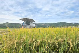 Nông dân Quảng Bình gặt lúa bán ngay tại ruộng với giá cao