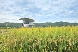 Nông dân Quảng Bình gặt lúa bán ngay tại ruộng với giá cao