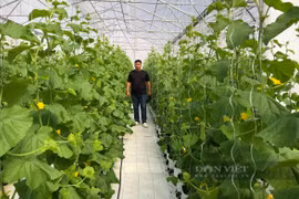 Rời phố, về quê chi hơn 30 tỷ chỉ để “được làm nông dân“