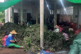 Nông dân Thừa Thiên - Huế Thu hơn 100 tỷ từ cau tươi