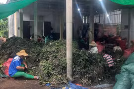 Nông dân Thừa Thiên - Huế Thu hơn 100 tỷ từ cau tươi