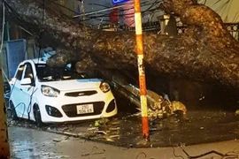 Hà Nội yêu cầu bảo tồn, trồng lại các cây quý hiếm bị đổ