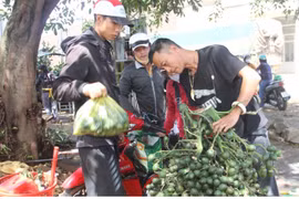 Nông dân trúng tiền tỷ, vựa cây cau giống cháy hàng