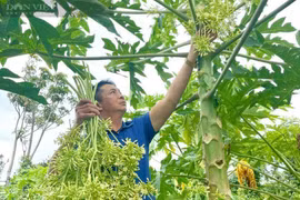 Loài thần dược được bán 100.000 đồng/kg