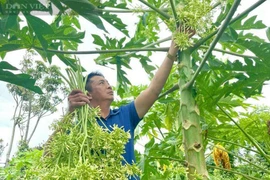 Loài thần dược được bán 100.000 đồng/kg