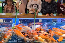 Cho cá bú bình... chủ kiếm gần trăm triệu/tháng 