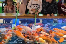 Cho cá bú bình... chủ kiếm gần trăm triệu/tháng 