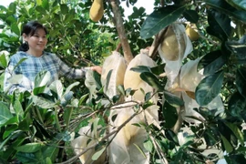 Kiên Giang: Loại quả màu vàng, ruột đỏ, hễ bán là hết sạch