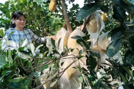 Kiên Giang: Loại quả màu vàng, ruột đỏ, hễ bán là hết sạch