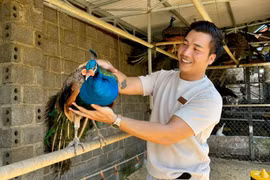 Nuôi loài chim hoang dã, ảo thuật gia bán 3,5 triệu/cặp