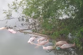 Đã xác định được 2 đối tượng vứt lợn chết xuống sông Ngàn Trươi