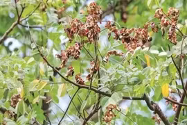 Cây tử thần có giá hơn 1 triệu/kg, nhai hạt là trúng độc