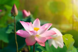 Những điều cấm kỵ trong ngày Hạ chí