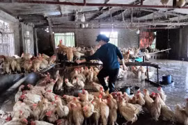 Chuồng bị ngập nước, gà thịt được bán 50.000 đồng/con
