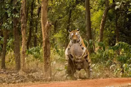 Tại sao không có hổ trên thảo nguyên Mông Cổ?
