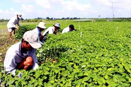 Nông dân Vĩnh Long thoát nghèo nhờ trồng thần dược hạ sốt