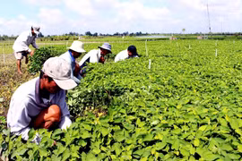 Nông dân Vĩnh Long thoát nghèo nhờ trồng thần dược hạ sốt