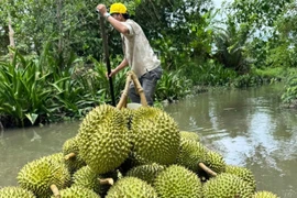 Sầu riêng giúp Việt Nam thu về thu 16.850 tỷ/tháng