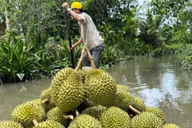 Sầu riêng giúp Việt Nam thu về thu 16.850 tỷ/tháng