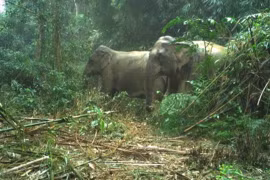 Đặt bẫy ảnh, phát hiện loạt động vật “quý hơn vàng” ở VQG Vũ Quang 