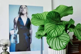 Những loại cây cảnh lá to thích hợp trồng trong nhà