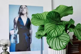 Những loại cây cảnh lá to thích hợp trồng trong nhà