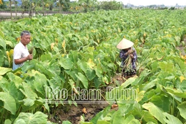 Trồng loại cây “đặc sản, nông dân Nam Định có của ăn của để