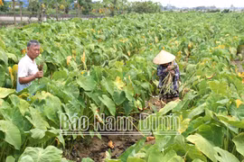 Trồng loại cây “đặc sản, nông dân Nam Định có của ăn của để