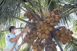 Dừa Việt xuất sang Trung Quốc, người Thái lo lặp lại kịch bản sầu riêng