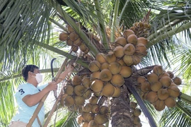 Dừa Việt xuất sang Trung Quốc, người Thái lo lặp lại kịch bản sầu riêng