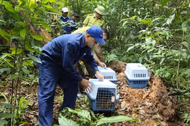 Quảng Bình: Thả nhiều động vật hoang dã quý hiếm về tự nhiên