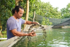 Đồng Tháp: Nuôi thành công thứ “cá nhà giàu”, bán 500.000 đồng/kg