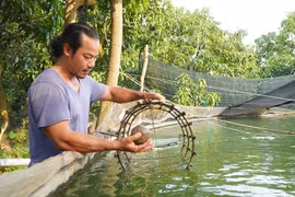 Đồng Tháp: Nuôi thành công thứ “cá nhà giàu”, bán 500.000 đồng/kg