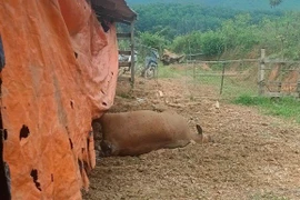 Hà Tĩnh: Nông dân khóc ròng vì đàn bò lăn ra chết bất thường