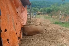 Hà Tĩnh: Nông dân khóc ròng vì đàn bò lăn ra chết bất thường