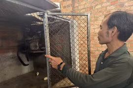 Lão nông nuôi con “ăn quả trả vàng”, thu 50 triệu đồng/tháng