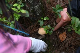 Kiếm vài trăm triệu/tháng nhờ dịch vụ lạ trên núi