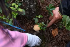 Kiếm vài trăm triệu/tháng nhờ dịch vụ lạ trên núi