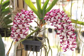 Chàng Việt kiều hồi hương trồng “lan rừng” thu lãi lớn