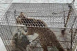 Quảng Bình: Tiếp nhận 2 cá thể động quý hiếm, nguy cấp