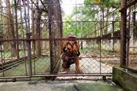 Cá thể hổ nuôi nặng 200kg ở Thanh Hóa bị chết