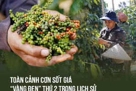 Giá “vàng đen” tăng cao, Việt Nam có kho hàng lớn nhất thế giới ​