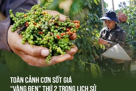 Giá “vàng đen” tăng cao, Việt Nam có kho hàng lớn nhất thế giới ​