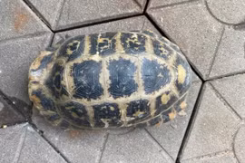 Phát hiện thêm 1 cá thể rùa vàng quý hiếm ở Hà Tĩnh