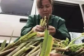 Phát tài nhờ hái “cỏ hoang” mọc đầy rừng